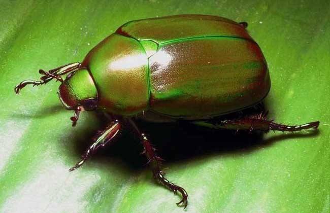 各种神兽小时候的样子,小时候捏过七星瓢虫么