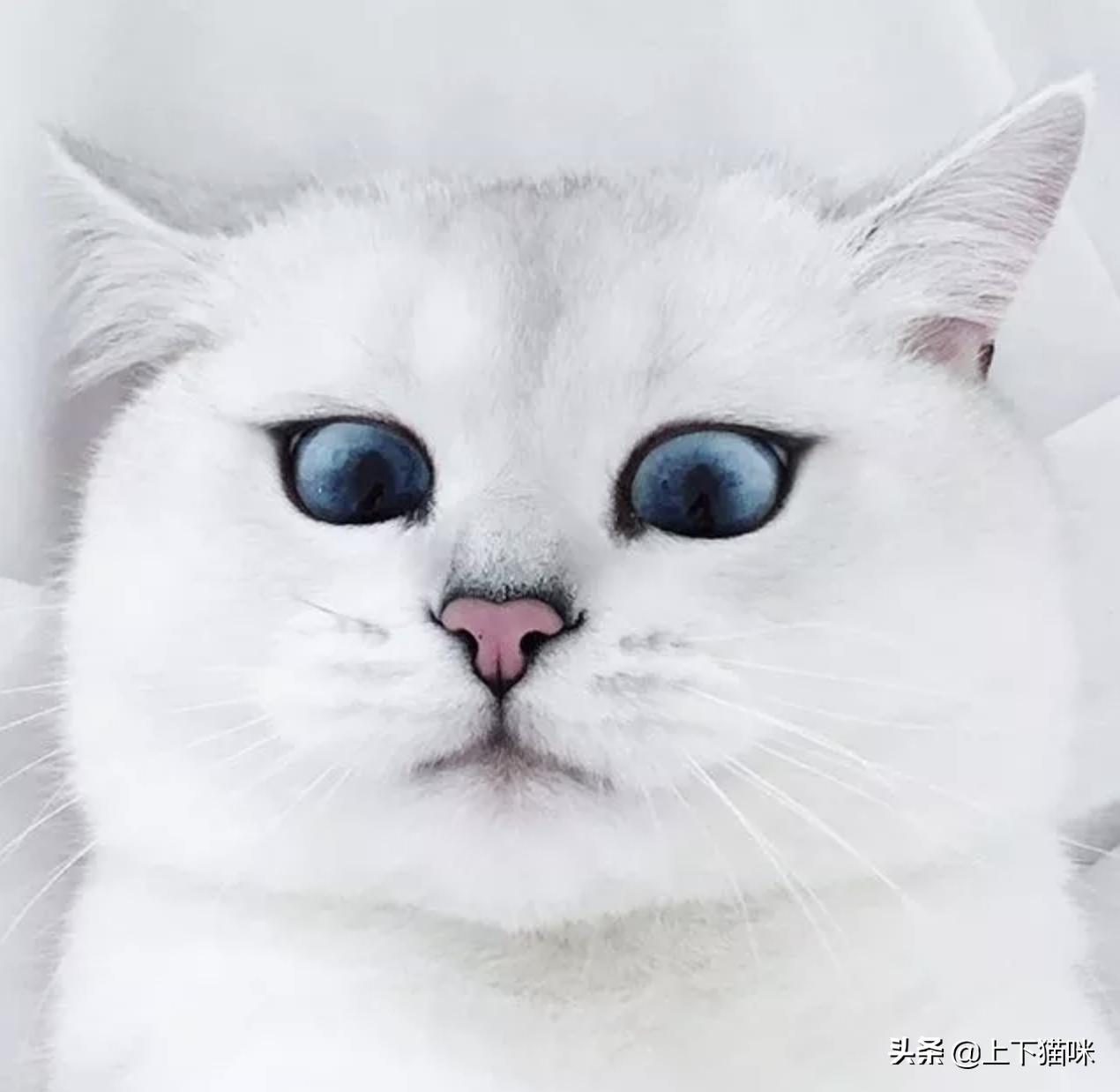 这是一篇有点痒的文章:我们一起来扒扒你家猫和跳蚤的故事