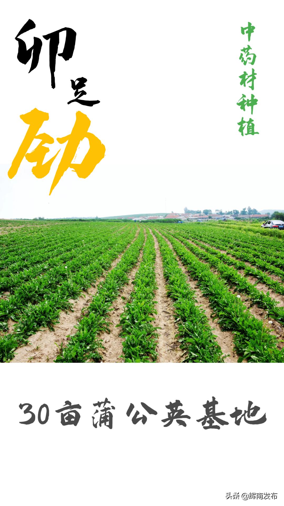 双龙村水田,辉南镇双龙村篮球赛