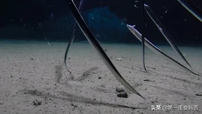 买带鱼记得要分清黑眼睛和黄眼睛,买带鱼黄眼睛和黑眼睛哪种好