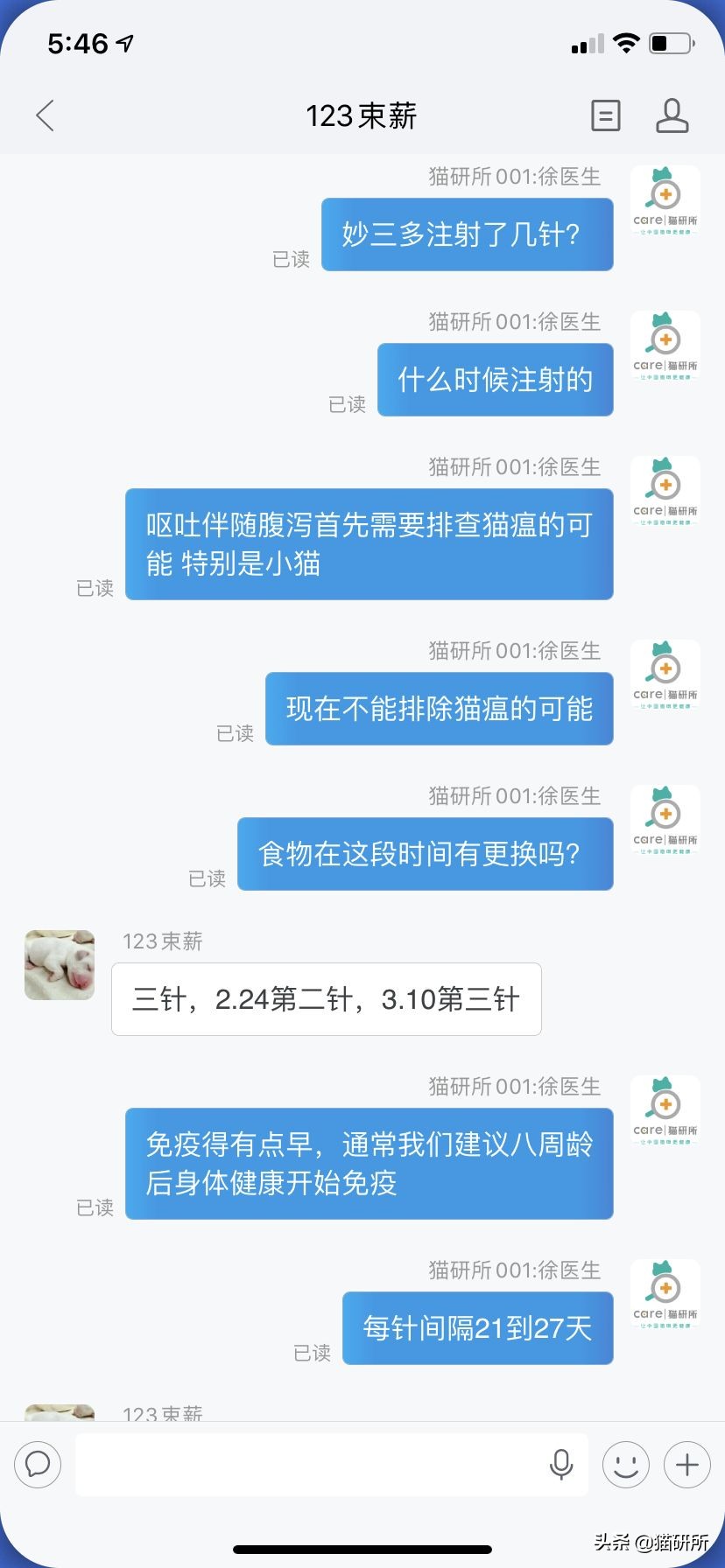 如何挑选一只健康的小猫咪,怎样快速得到小猫咪