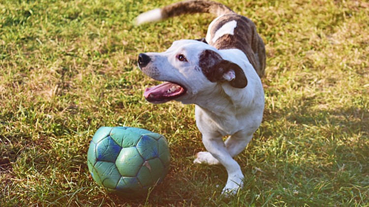 狗狗尿床是什么意思,三个月的狗狗老是尿床有什么问题