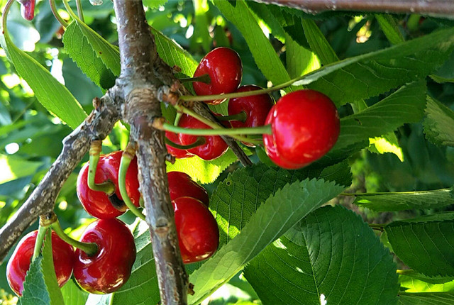 济南樱桃采摘园推荐,鲜果采摘园樱桃