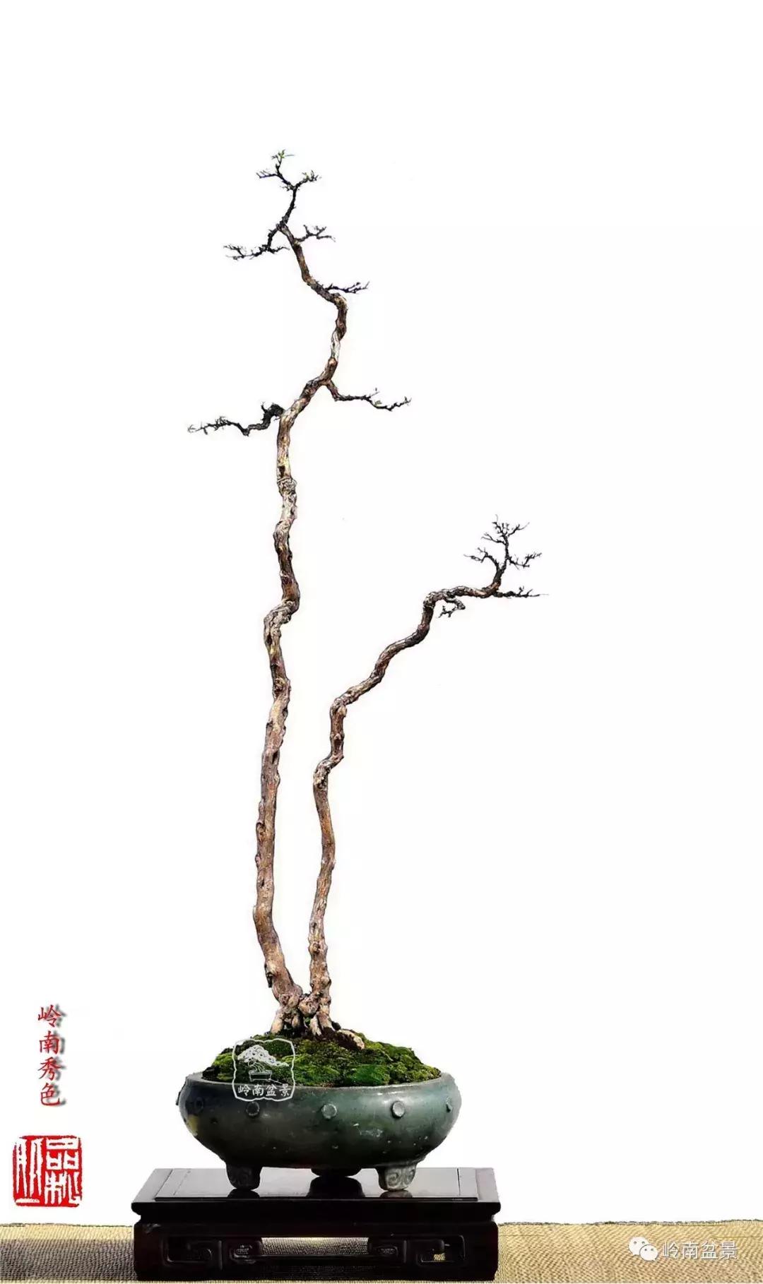 一盆盆景佳作究竟应该是怎样的,大师级盆景作品欣赏