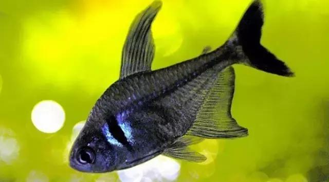 草缸灯鱼专用灯,草缸专用灯防太阳