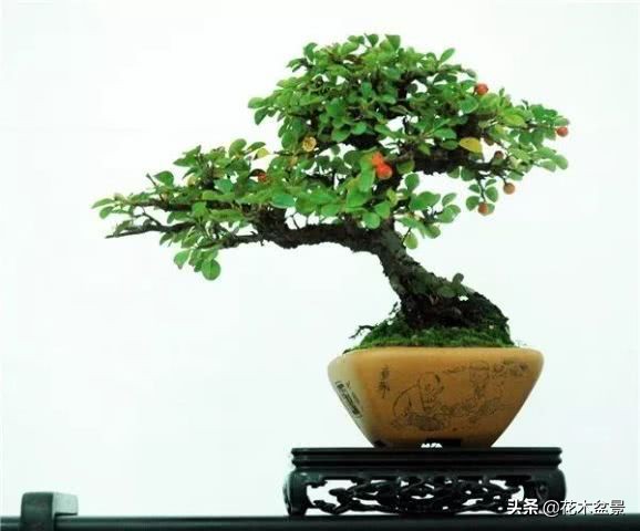 茶桌上养什么盆景植物,最好养的盆景植物推荐