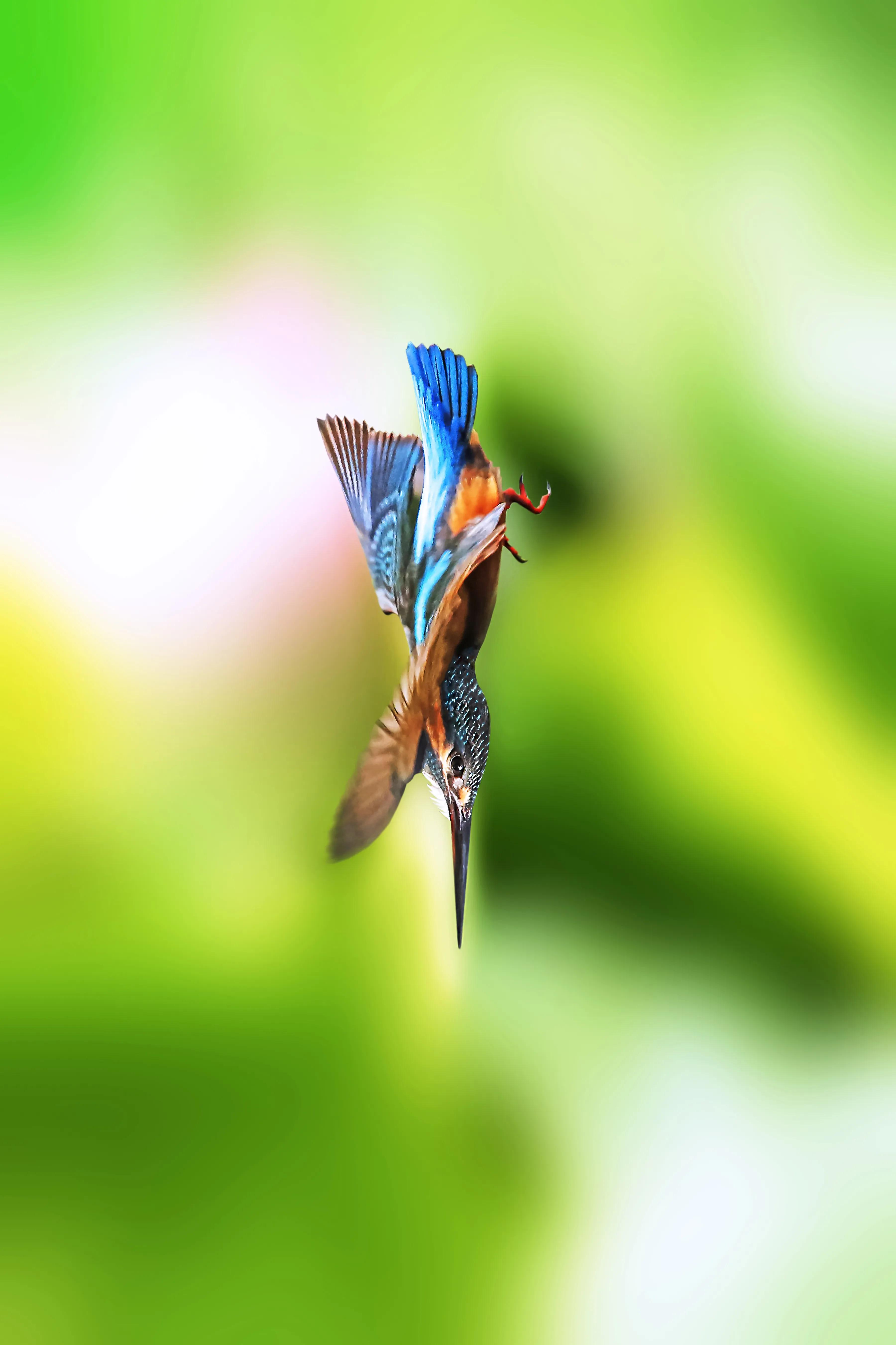 「关于“打鸟”」器材选择、机镜操控、拍摄习惯、注意事项等浅析