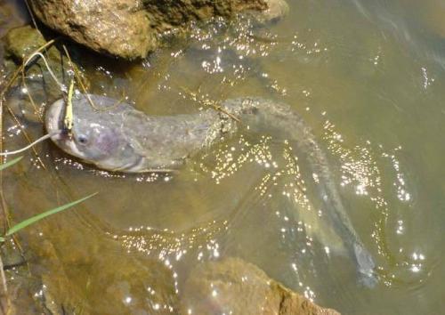 钓鲶鱼要怎么钓最好,钓鲶鱼应该用什么钓最好