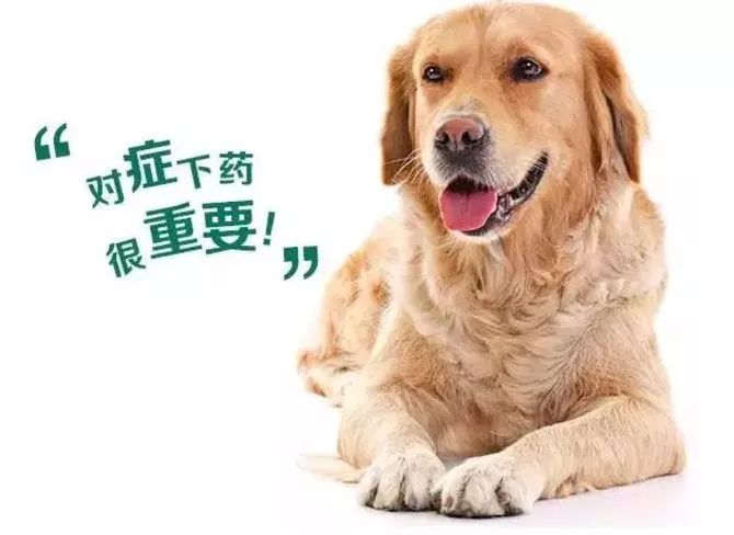 狗狗身上的跳蚤怎么去除最快方法,狗狗驱虫了为啥还是有跳蚤