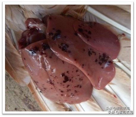 如何判断鸡的疾病,如何判断鸡消化道疾病