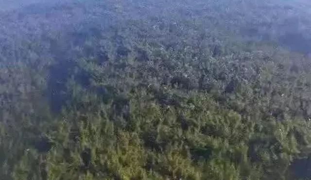 时间不等人！清明节将至：池塘里还有青苔的养殖户要抓紧处理了！