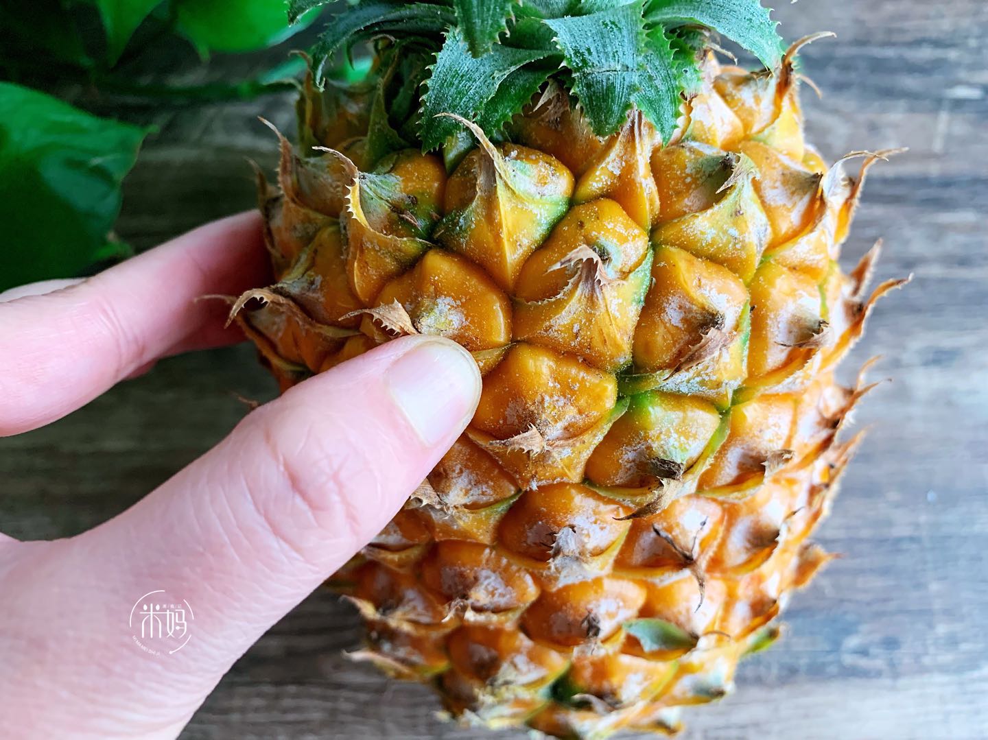 买菠萝买圆的,买菠萝买黄的还是青的