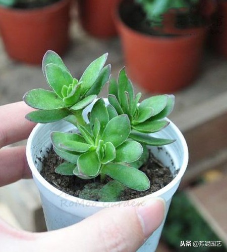 星兜锦的养殖方法和注意事项,多肉天狗养殖方法和注意事项