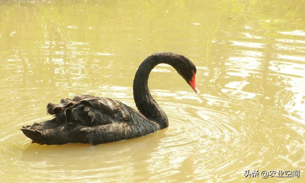 养殖黑天鹅前景如何,黑天鹅养殖技术全集