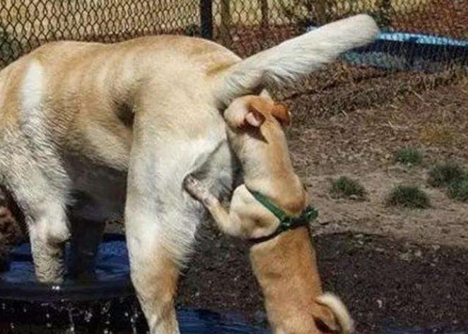 狗狗尾巴动作代表的含义,狗狗的尾巴动作代表的含义