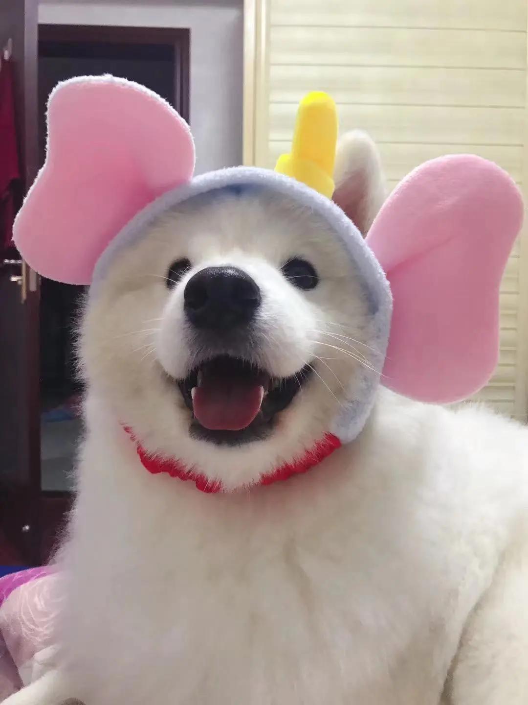 男生猛犬穿女装,男生细狗穿女装