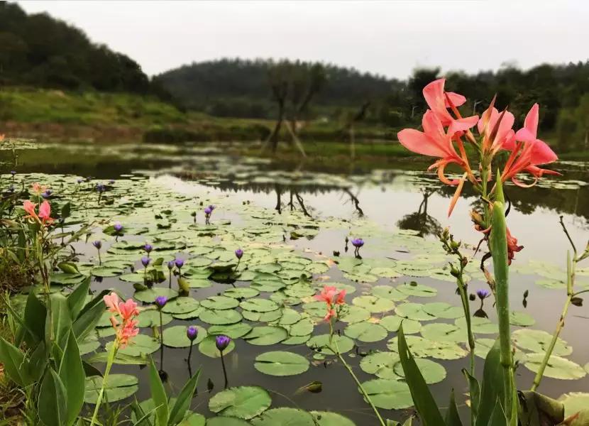 云浮威尼斯水城,云浮新兴水上威尼斯
