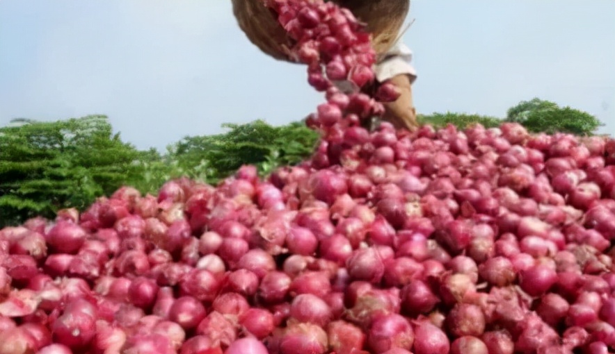 缅甸小洋葱最新价格,缅甸若开邦价格表