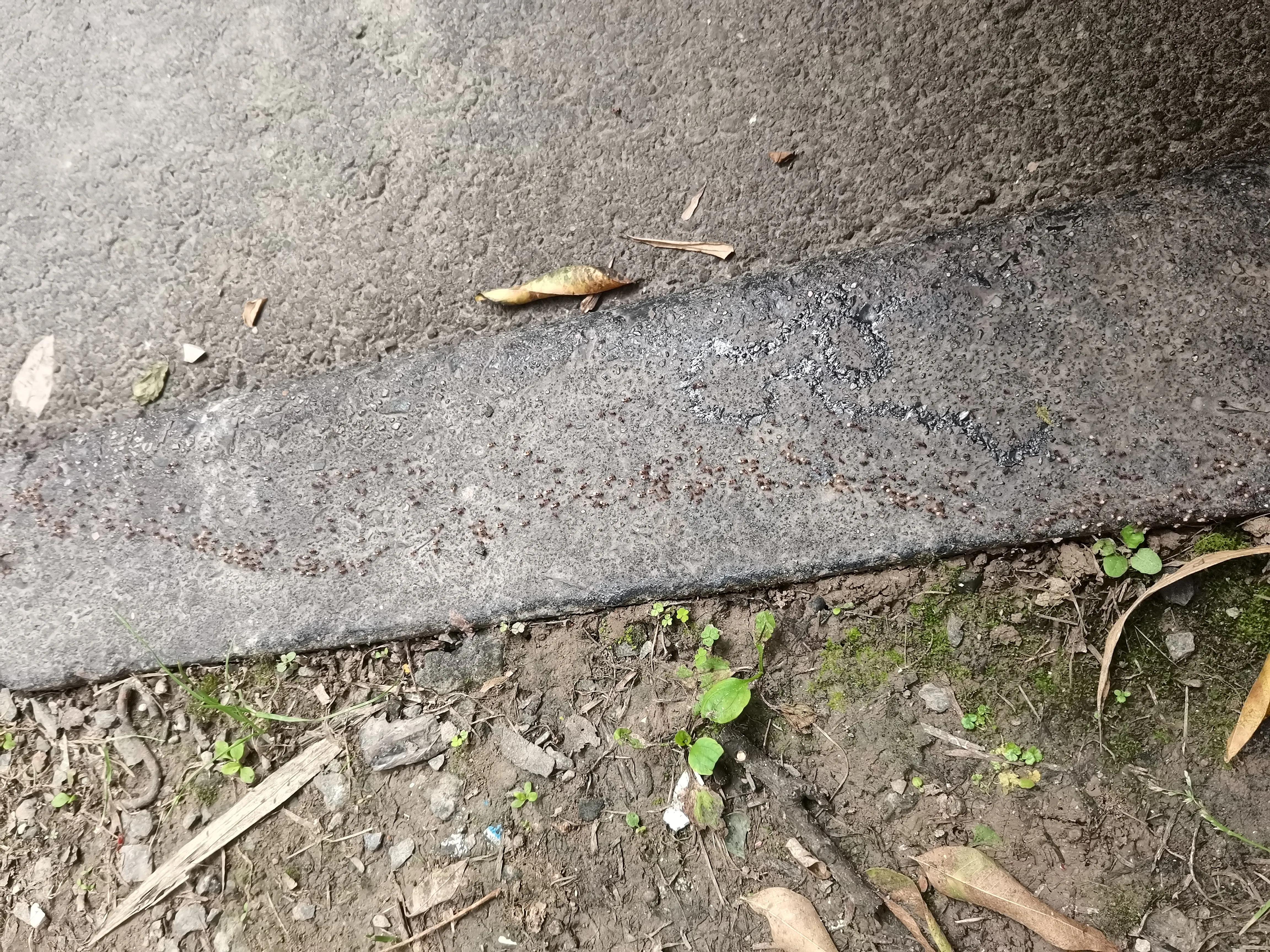 小蚂蚁搬家亲子运动,小蚂蚁搬家故事大全