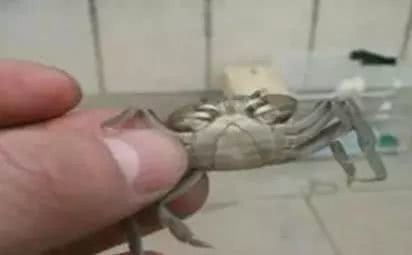 蟹类专题河蟹养殖如何选苗与放苗,怎么挑选好的河蟹蟹苗