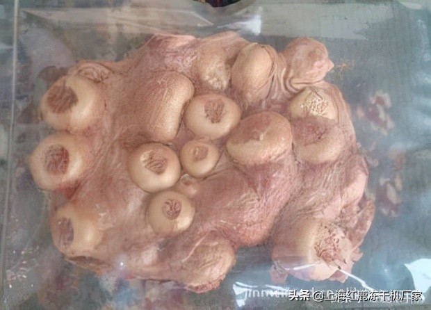 制药冷冻干燥机技术,羊胎素冻干机技术服务