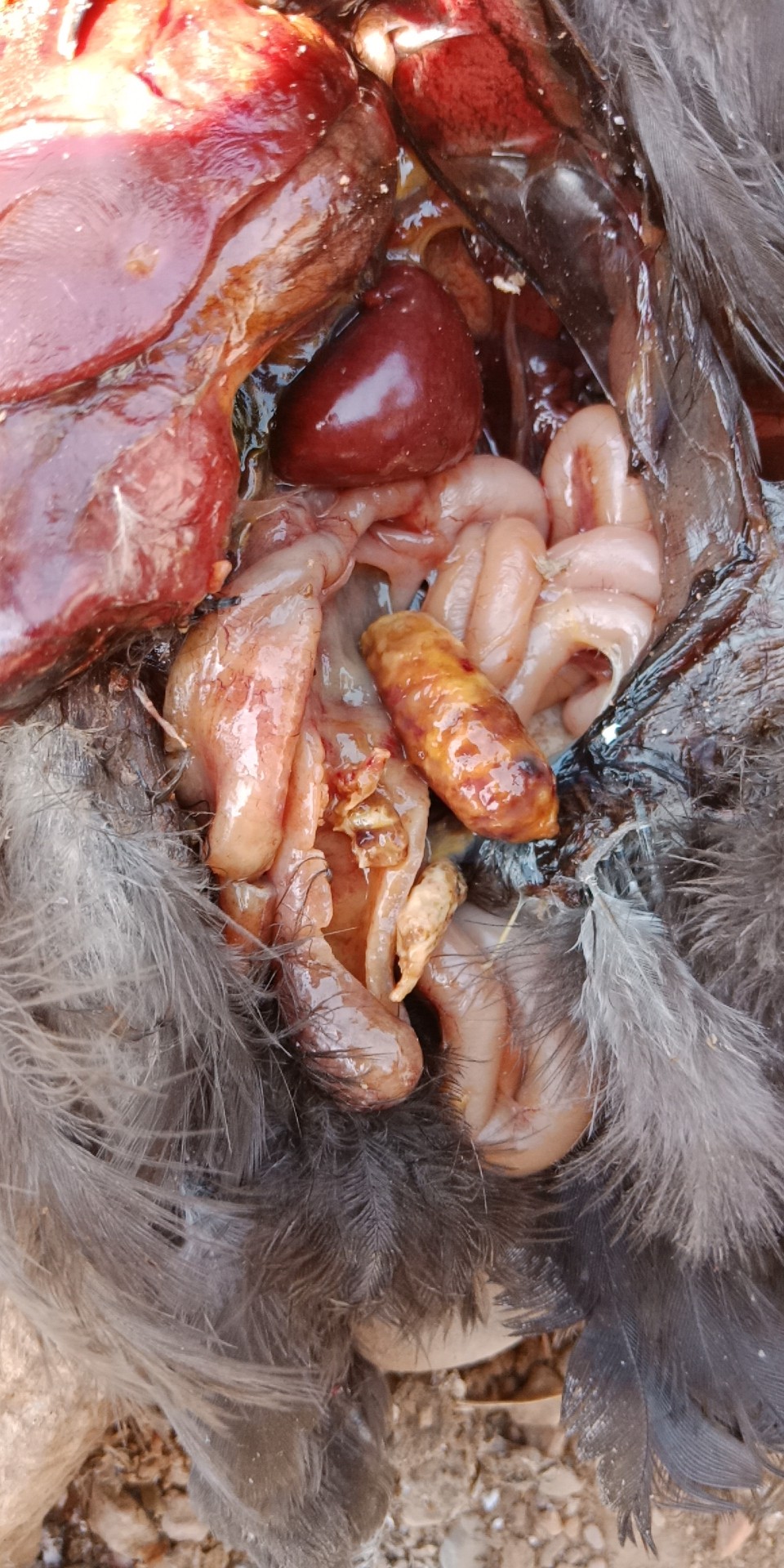 鸡盲肠肝炎最佳治疗方法,鸡盲肠肝炎最佳治疗方案