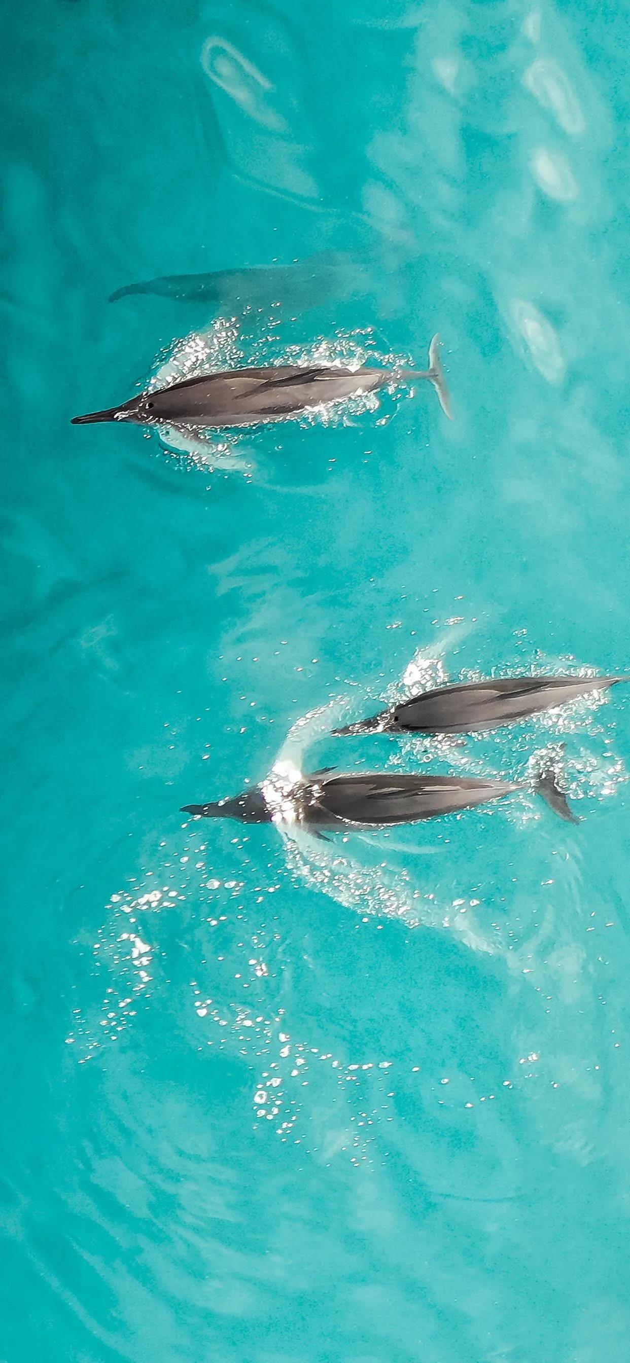 海洋壁纸2023,海洋系列壁纸