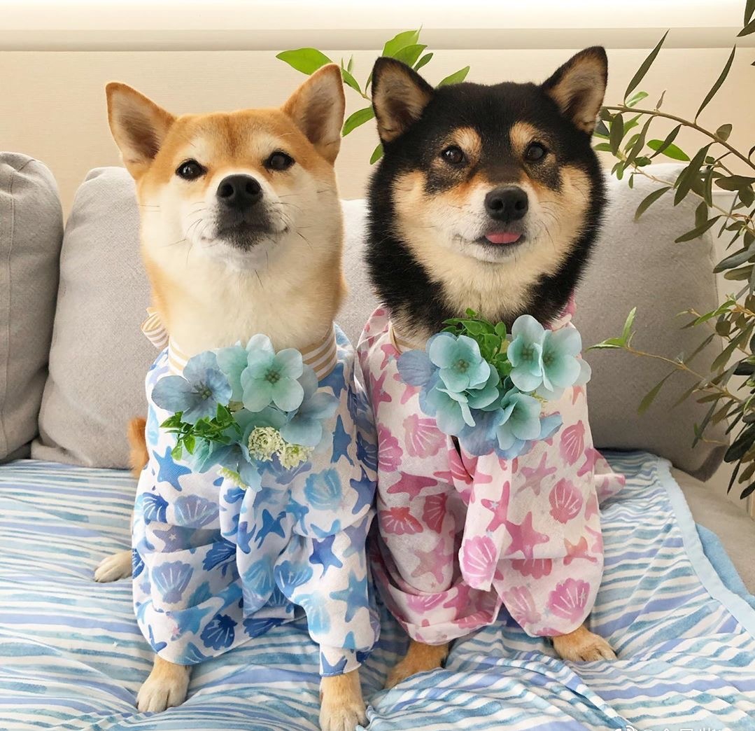 柴犬价格纯种柴犬多少钱一只,一线城市宠物店柴犬价格