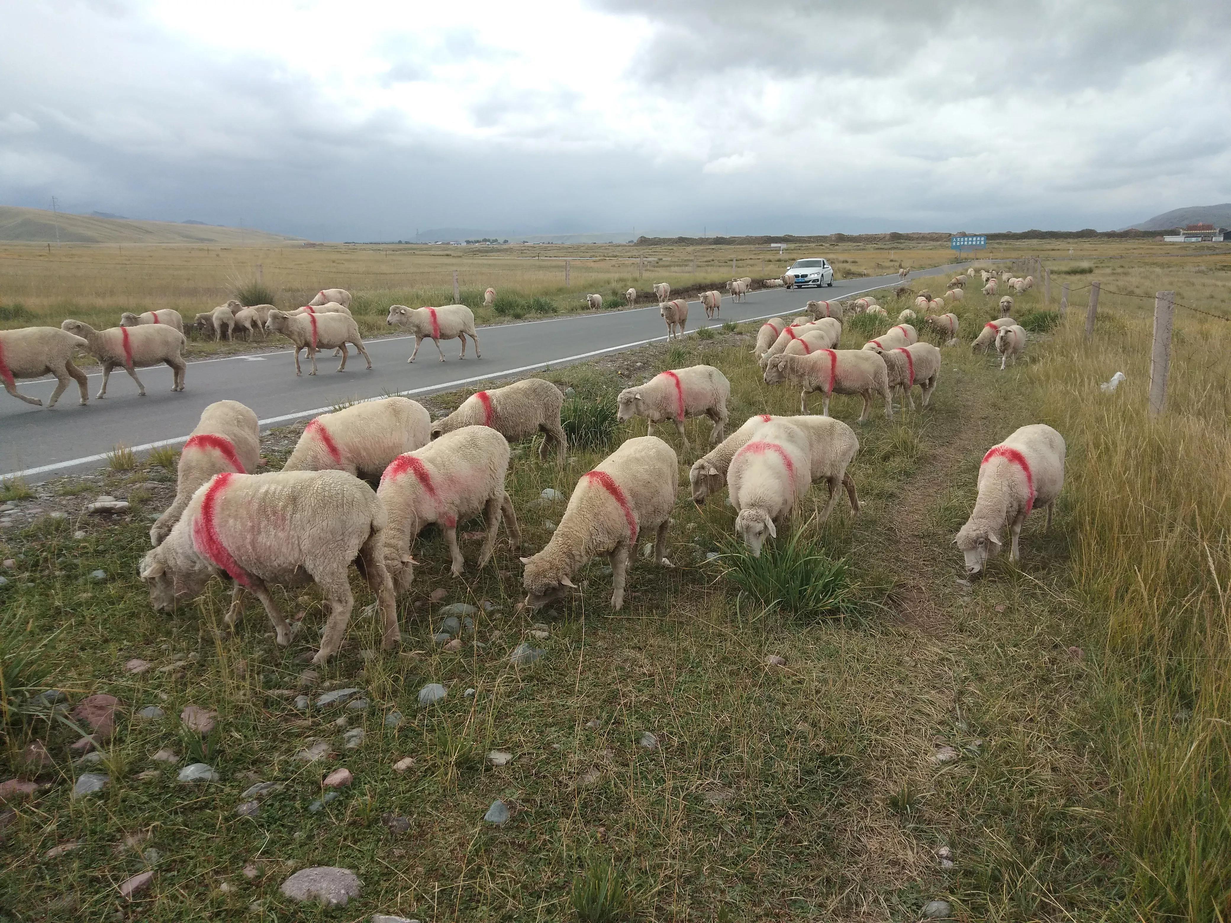 给年轻养羊人的八条忠告,养羊人最怕五件事