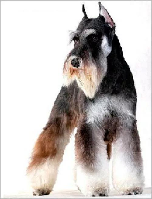 每日一狗,小型犬品种大全雪纳瑞