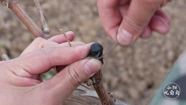 葡萄放裂前期怎么预防,葡萄流泪怎么办