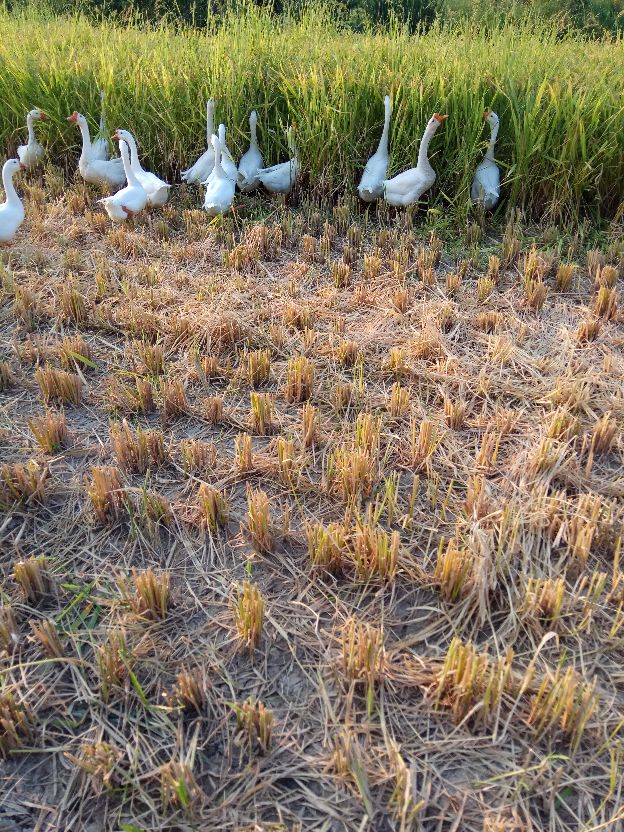 返乡创业农村生活现实记,农村生活与创业之路欢迎进来交流