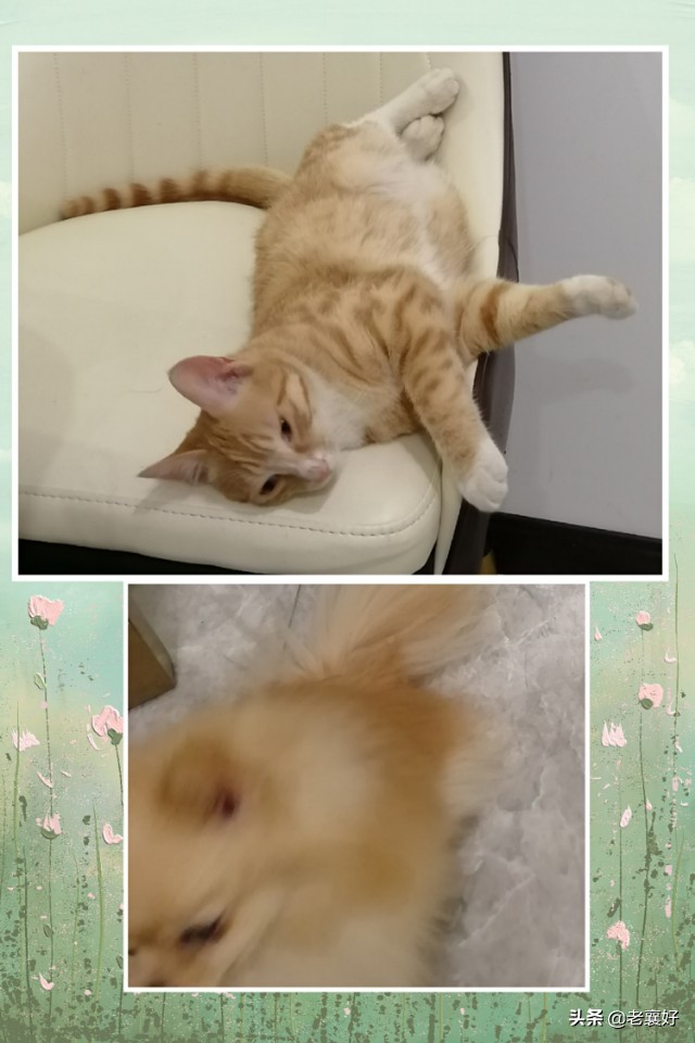 宠爱｜肉宝日记（三）