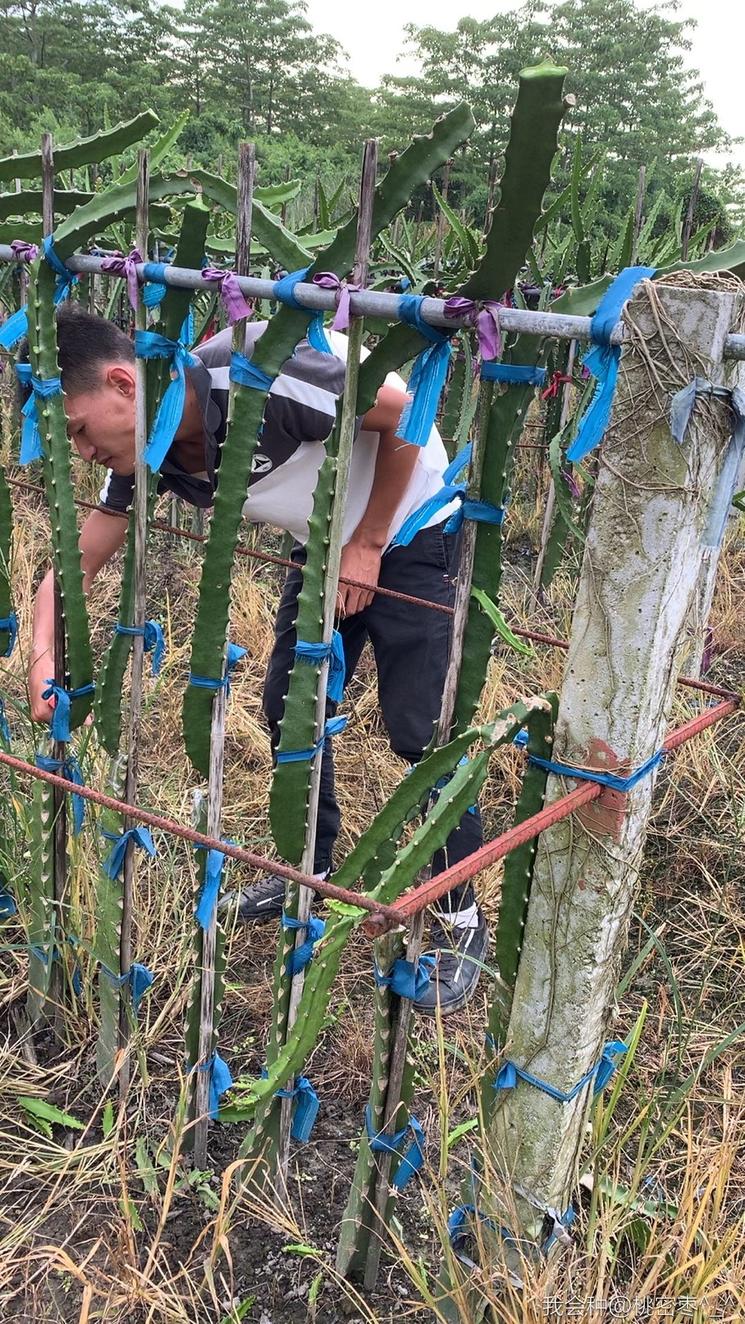 燕窝级火龙果,燕窝果海南火龙果