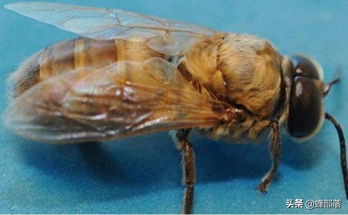 蜂群不产雄蜂起王台是什么情况,失王群工蜂争相产卵为何介入蜂王