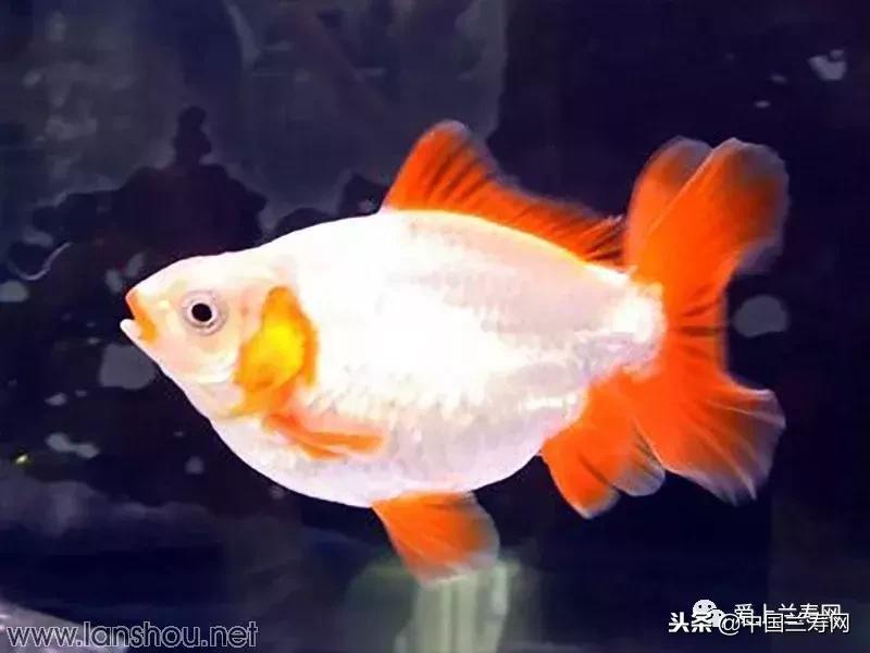 生命力最大的金鱼品种有哪些,十大最好的金鱼品种