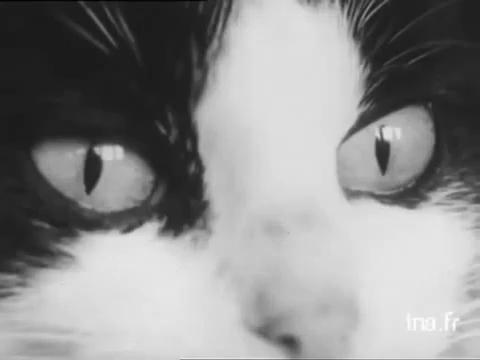 猫也曾上过太空？全世界仅有一只，还是黑猫警长同款