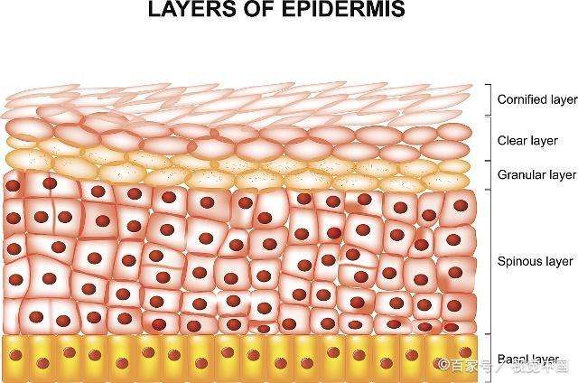 男生变帅第一步定期去角质,脸上的皮肤需要定期去角质吗