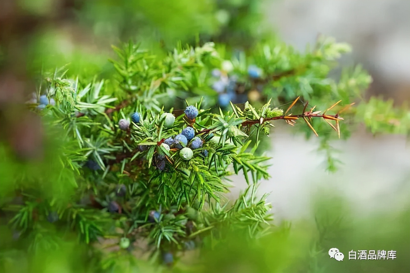 世界6大著名蒸馏酒,世界蒸馏酒历史