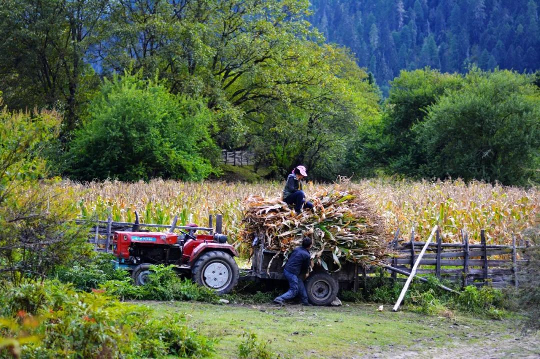 有一种风情叫江南烟雨,波密西藏江南