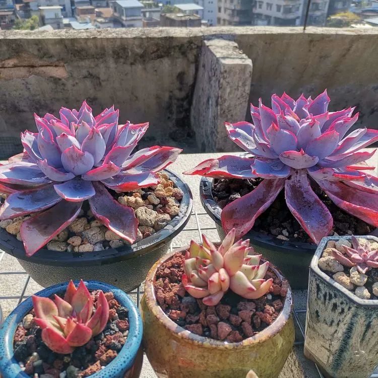 养多肉植物修身养性,多肉的习性和日常养护方法