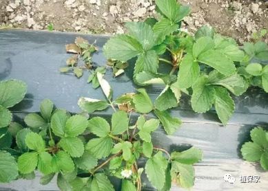 草莓常见病虫害图谱,草莓病虫害图片大全集