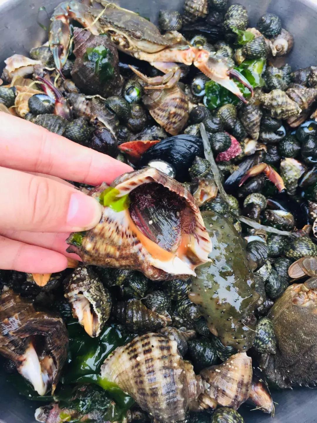 大连绝美海岛旅游攻略路线,七月去大连哪个海岛旅游好