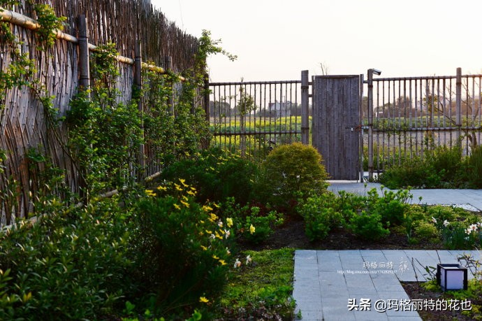 上海洋水仙,上海璞素上居民宿抖音团购