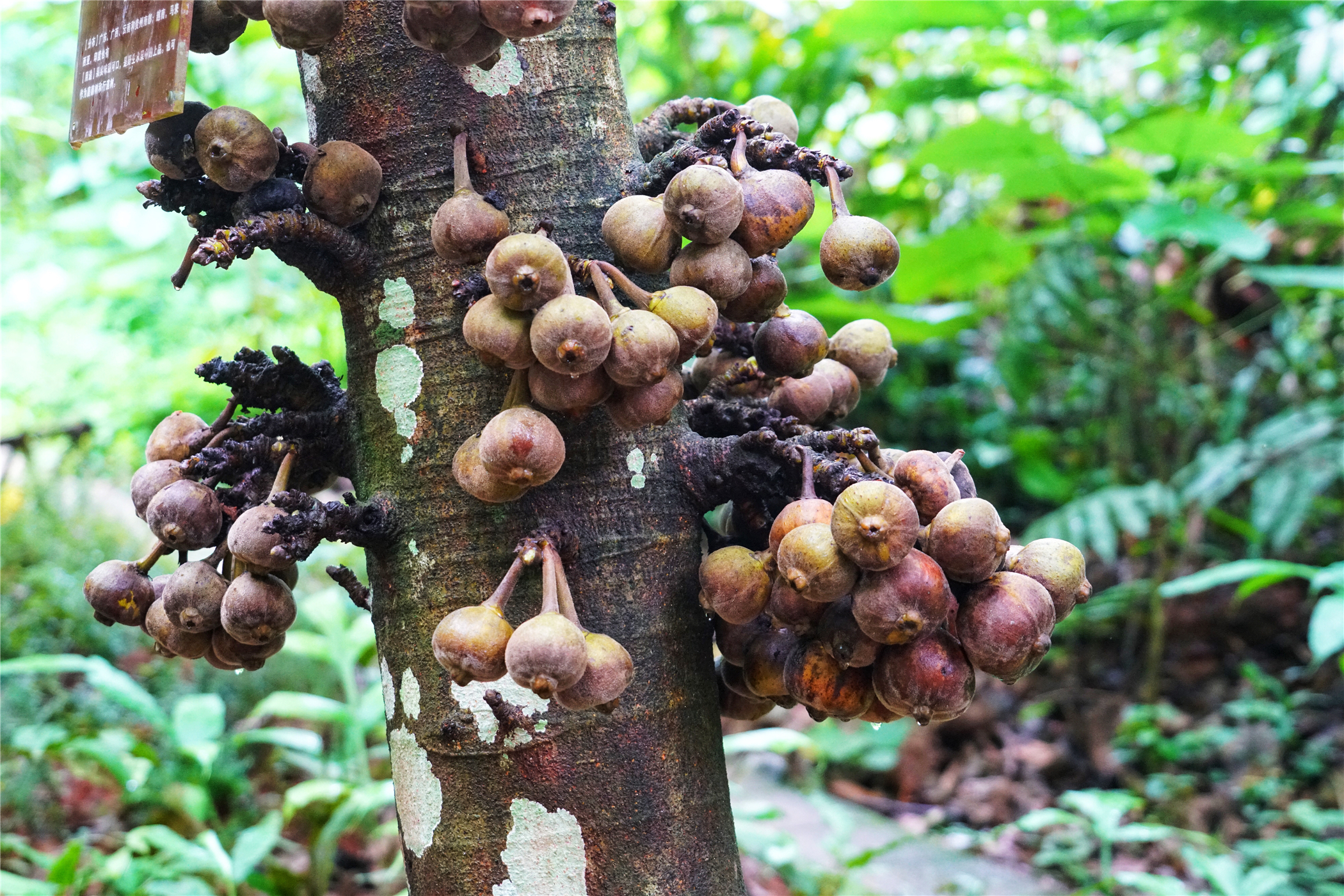 西双版纳望天树有多高,西双版纳望天树攀爬
