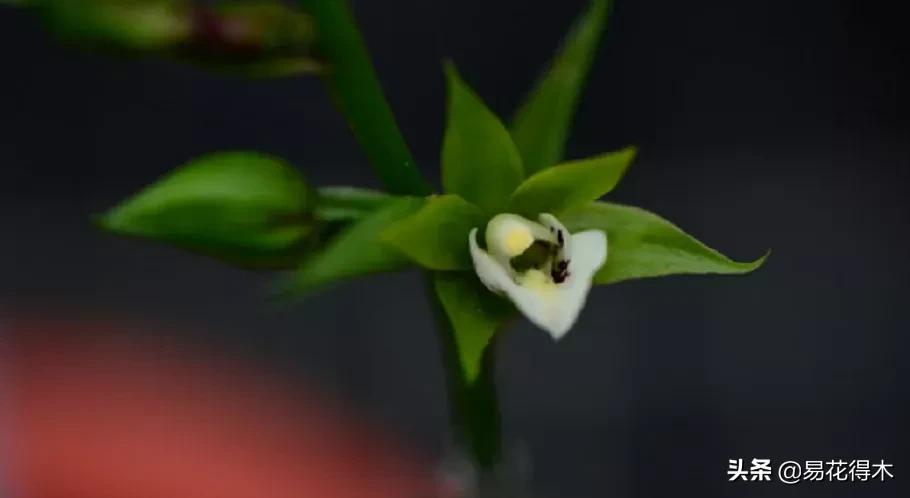 荷瓣兰最好的兰花品种排行,腋唇兰和春兰的区别