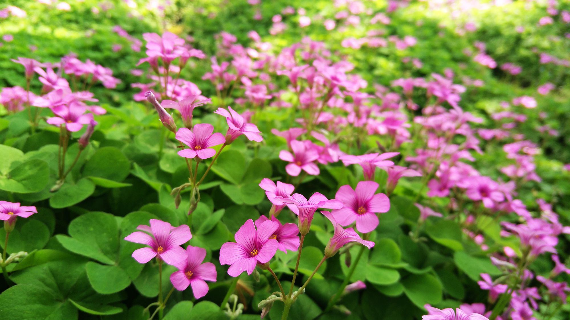植物世界丨40款人见人爱的爆火花卉居然都是入侵植物，丢弃要犯罪