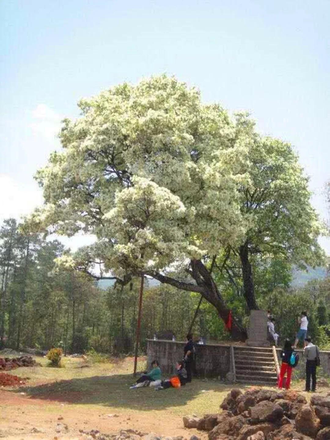 娲佺櫧濡傞洩鐨勬祦鑻忚姳,鑺辫壊娲佺櫧濡傞洩