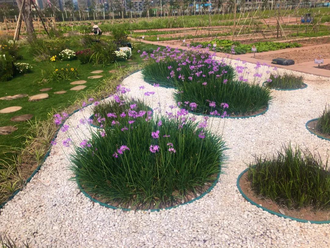 花园庭院设计花卉园艺,花园搭配的草类植物