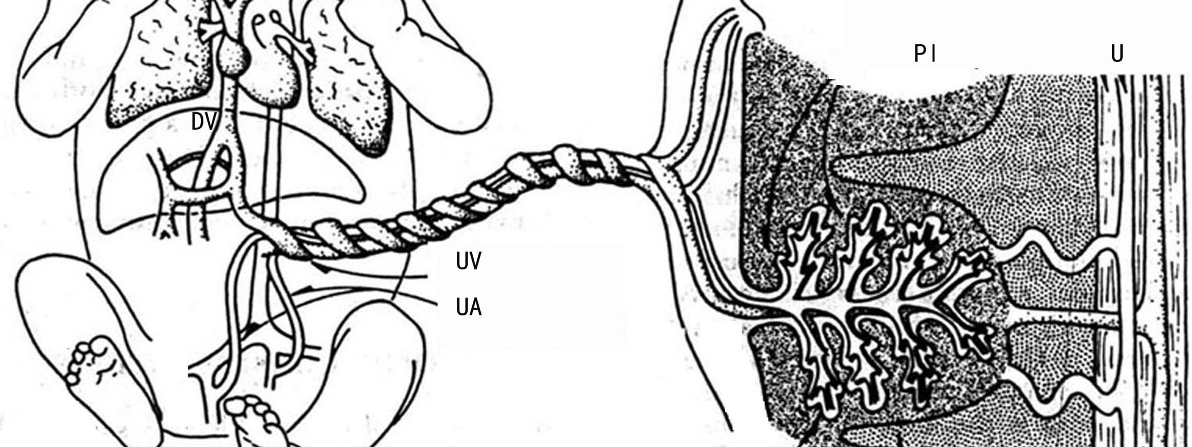 一级超声检查能检查出脐带绕颈吗,脐带超声检查图解